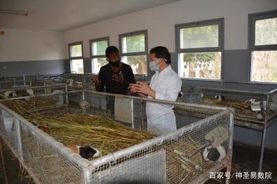 以工代訓--中國農業(yè)援非專家在莫桑比克的培訓模式