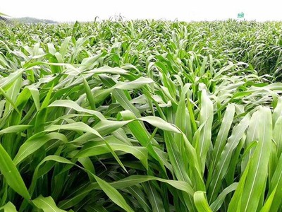 高產牧草品種盤點與飼料科栽培要點